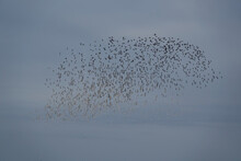 Beautiful Scenery Of A Large Flock Of Knot Wading Birds Flying Together In The Sky
