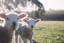 Two Baby Lambs With Trimmed Coat Looking At The Camera While Grazing In A Green Pasture On A Sunny Day.