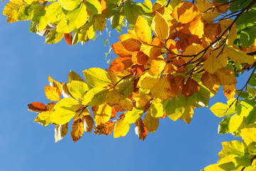 Autumn leaves with the blue sky background