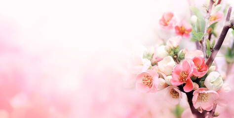 Aufkleber - Horizontal spring banner with Japanese Quince flowers of pink color on sunny backdrop