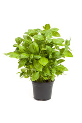 Wall Mural - basil in a pot over white