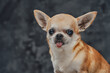 © Fxquadro - Headshot of tiny chihuahua doggy against dark background