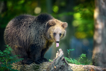 Wall Mural - Baby cub wild Brown Bear (Ursus Arctos) in the autumn forest. Animal in natural habitat