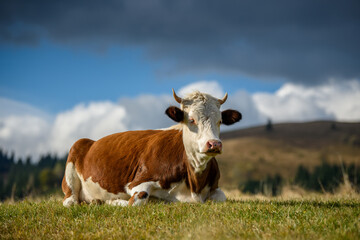 Sticker - Brown cow on pasture in mountains