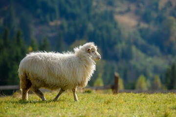 Poster - Mountain sheep grazing on pasture in autumn