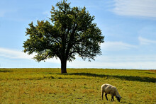 Meadow With Sheep And Tree In Autumn