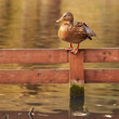 the duck sleeps on the fence that encloses the pond.