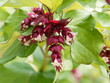 Leycesteria formosa | Himalayan honeysuckle or pheasant berry with small white pendulous flowers on purple bracts and red to purple-black berries