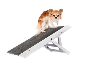 Wall Mural - access ramp for dog