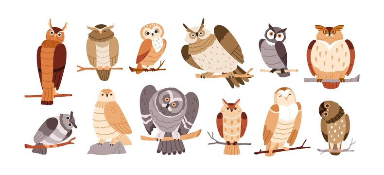 cute owl birds set. funny owlets, feathered animals, sitting on tree branches and watching for smth 