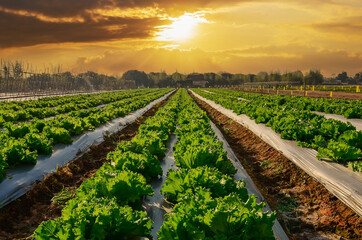 Wall Mural - Agricultural industry. Growing salad lettuce on field with sunset