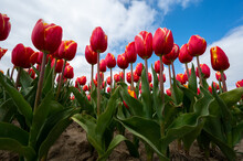 Tulip Bulbs Production Industry, Red Tulip Flowers Fields In Blossom In Netherlands Up View