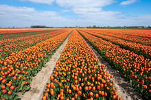 Tulip Bulbs Production Industry, Colorful Tulip Flowers Fields In Blossom In Netherlands