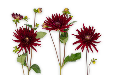 Colage of bordeaux dahlia flowers isolated on white background.