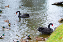 Black Swans Swim In The Pond