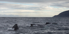 Islanda, Whale, Balene