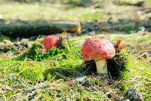Amanita Muscaria. Red Wild Poisonous Fly Agaric Mushroom In Forest In Autumn Among Green Grass.