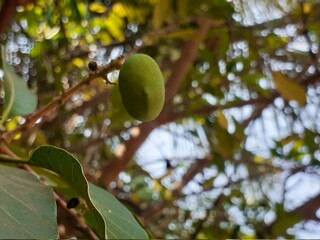 green walnuts on tree