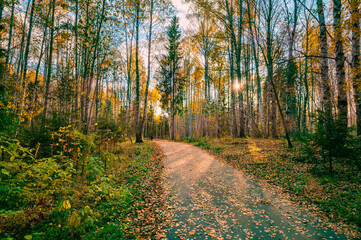 Wall Mural - autumn landscape of a birch grove, fallen leaves.