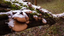 Late Fall Oyster Mushrooms Covered With Snow. Panellus Serotinus Or Sarcomyxa Serotina Grown On The Trunk Of A Tree