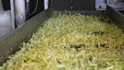 Wall Mural - Industrial production of green beans in food processing plant. Transport green beans on a conveyor belt for processing in food factory. Close up, indoors footage