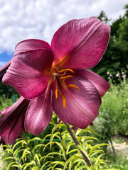 Wall Mural - Pink lilies