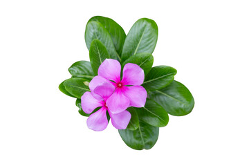 Wall Mural - Catharanthus roseus or Madagascar periwinkle flower isolated on white background included clipping path.