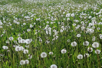 Wall Mural - Summer field with dandelions after flowering on a sunny day.