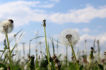 Wall Mural - Summer field with dandelions after flowering on a sunny day.