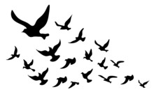 Silhouettes Of Groups Of  Birds On White. Vector