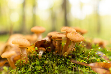 Wall Mural - Armillaria mellea mushrooms grow in large numbers on a tree under moss.