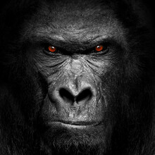 Gorilla Mammal Animal Face , Black White Wildlife