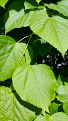 Canvas Print - fresh green leaves of spring linden tree lit by sunlight