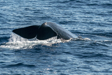 Wall Mural - Sperm Whale tail while going down at sunset