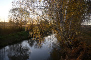  Autumn. Birches at sunset by the river.
