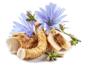 Wall Mural - Chicory flowers and roots close up on the white background.