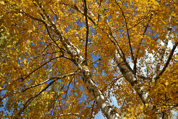 autumn leaves in the sun