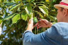 Unrecognizable Gardener Cutting Avocado From Branch