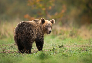 Wall Mural - Wild brown bear ( Ursus arctos ) in autumn forest