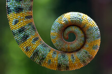 Close Up Photo Of The Chameleon Tail