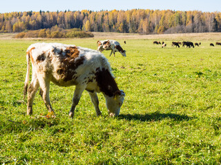 Herd of cows graze in the autumn green field