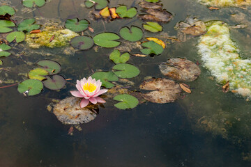 Un nénuphar sur un plan d'eau dans le jardin botanique de Funchal à Madère.