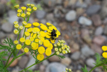 Yellow-faced Bumble Bee On A Tansy