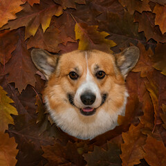 Sticker - square portrait of cute corgi dog framed by colorful autumn bright leaves