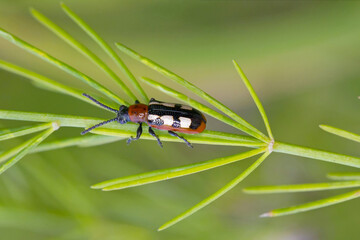 The common asparagus beetle (Crioceris asparagi) on asparagus leafs. It is an important pest of asparagus crops.