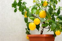 Potted Citrus Plant With Ripe Yellow-orange Fruits, Copy Space. Close-up Of Indoor Growing Lemon Volcameriana Tree.  Elegant Home Decor, Template. Home Gardening Hobby