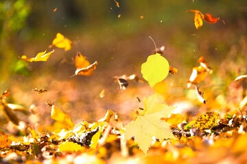 Wall Mural - Autumn landscape, beautiful city park with fallen yellow colored leaves.