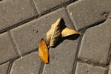 Autumn Yellow Leaf On Paving Stones