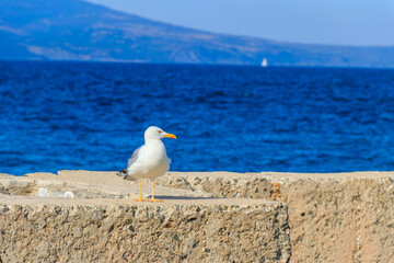 Poster - Portrait of the seagull against the Black sea