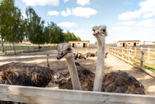 Many Big African Ostrich Birds Walking In Paddock With Wooden Fence On Poultry Farm Yard Against Blue Sky On Sunny Day. Flock Of Curious Hungry Flightless Bird
